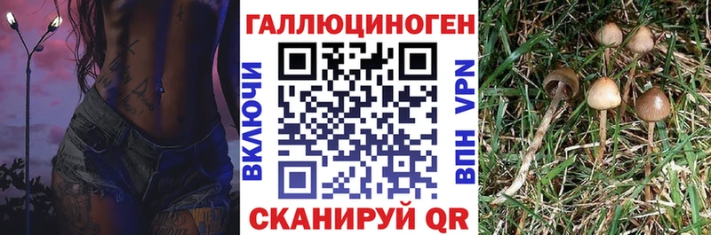 гидра маркетплейс  дарк нет наркотические препараты  Галлюциногенные грибы Psilocybe  Ртищево 